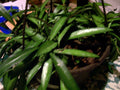 Hoya Longifolia Starter Plant, Wall String Bean, Hanging Plant, Hoya Longifolia - Heat-Loving Indoor/Outdoor Plant