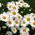 Shasta Daisy Seeds - 500 Non-GMO Heirloom Chrysanthemum Perennial Flower Seeds for Garden Planting