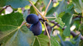 LSU Purple Fig Seeds - 100+ Organic Seeds for Garden Planting - Ficus carica - USA