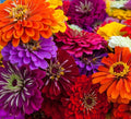 California Giant Zinnia Flower Seeds | Non-GMO Annual Flower Seeds | Vibrant Colors | Zinnia elegans