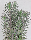 Kalanchoe Mother of Thousands Plant - Chandelier Style - Live Succulent - Bryophyllum Tubiflora