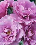 Angel Face Rose Cuttings - 5 Unrooted Cuttings - Rosa 'Angel Face' - Fragrant Pink Flowers for Gardening