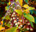 Japanese Snowbell Tree Seeds - 20 Pack - Styrax japonicus - Ornamental Tree Seeds for Gardens