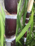 Live Sugarcane Plant Cuttings - 2 Organic Purple Sugar Cane Cuttings - Saccharum officinarum