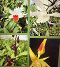 Orchid Plant Seedling - New Varieties, 3 Bare Root Bulbs, Stem, Not Perfect - Orchidaceae