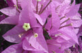 Bougainvillea Starter Plant - Silhouette Variety - Bare Root - Well Rooted Bougainvillea