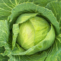 Golden Acre Green Cabbage Seeds - 800+ Seeds - Brassica oleracea, Heirloom Variety for Home Gardening