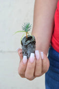 Pinyon Pine Tree Starter Plugs - Pinus edulis - Drought-Tolerant Evergreen Seedlings for Landscaping and Reforestation