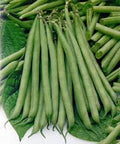 Heirloom Bean Seeds Mix - Non-GMO Garden Collection, 4 Top Varieties for Planting