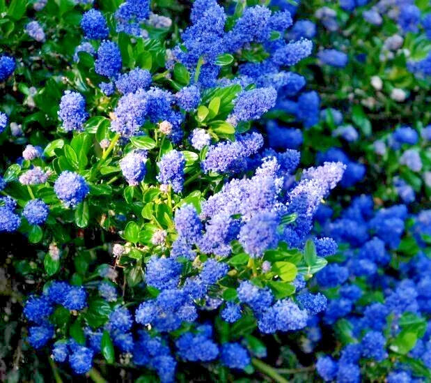Ceanothus California Lilac 3 Unrooted Live Flower Plant Cuttings - Ceanothus, Vibrant Flowering Shrub, North American Native