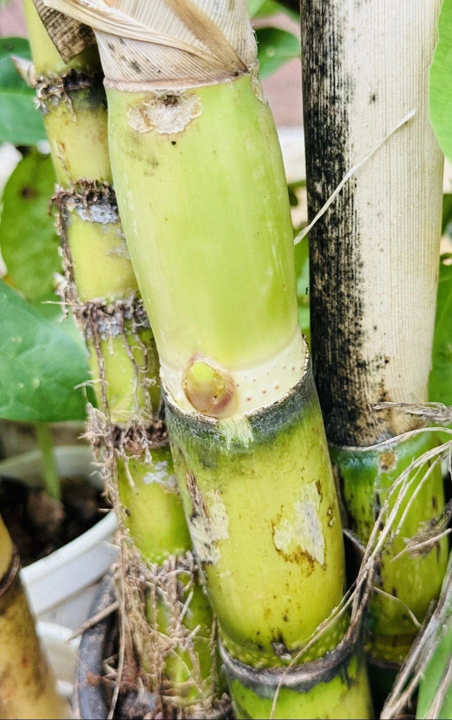3 PCS Live Green Sugarcane Plants, Sweet Juicy Cuttings, Ready to Plant - Fresh Sugar Cane (Saccharum officinarum)