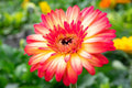 Yellow & Red Gerbera Daisy Seeds - 200+ Premium Seeds for Garden Planting - Gerbera jamesonii - USA