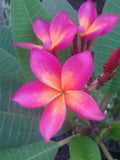 Plumeria Seeds - 5 Bright Pink Orange Flower Seeds - Perennial Tropical Plants (Plumeria spp.)