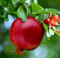 Pomegranate Fruit Tree Seedling - 6 Inch Wonderful Variety - Punica Granatum - Live Plants for Home Garden or Landscaping
