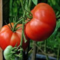 Burpee's Big Boy Tomato Seeds - 120+ Organic Non-GMO Hybrid Seeds - Lycopersicon esculentum