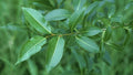 Bay Leaf Willow Cuttings - 2 Pack - Rare Willow Tree (Salix pentandra) for Home Gardening and Landscaping