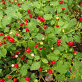 Chiltepin Hot Pepper Seeds - 25+ Pack - Heirloom Variety - Capsicum annuum - USA