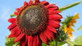 Red Sun Sunflower Seeds - 100+ Heirloom Non-GMO Fresh Seeds - Helianthus annuus - Rare Variety for Garden Planting