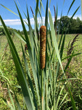 Cattail Plants - 10 Bareroot Live Plants - Typha Angustifolia - Aquatic Garden - Freshly Harvested