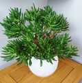 Skinny Fingers Jade Cuttings or Rooted Plants with Multiple Branches, Crassula Ovata - Perfect for Home Decor