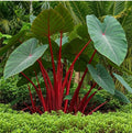 Hawaiian Punch Elephant Ear - Small Rooted Starter Plant - Colocasia esculenta - Tropical Houseplant