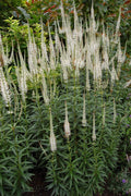 Culver's Root Live Starter Plant - Veronicastrum Virginicum - Perennial Flowering Plant - FREE SHIPPING