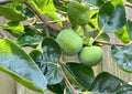 Japanese Fuyu Persimmon Tree Scions 6-8in Long for Rooting Grafting - Diospyros kaki