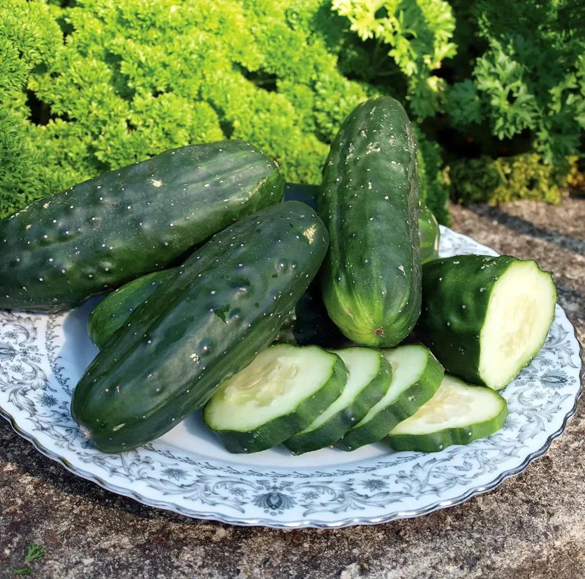 Double Yield Cucumber Seeds - 50+ Heirloom Organic NON-GMO - Cucumis sativus - Fresh Gardening Seeds