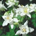 Crystal Star Columbine Seeds | 50-1,000 Seeds | Non-GMO Aquilegia caerulea | Easy to Grow Garden Flower Seeds