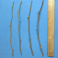 Jujube Tree Cuttings 10" Wild Rootstock for Taiwan/Thai/Indian Varieties (Ziziphus jujuba)