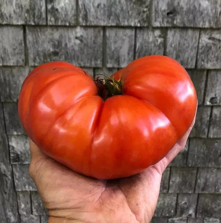 Giant Beefsteak Tomato Seeds - 10+ Heirloom Organic NON GMO - Perfect for Home Garden - Solanum lycopersicum