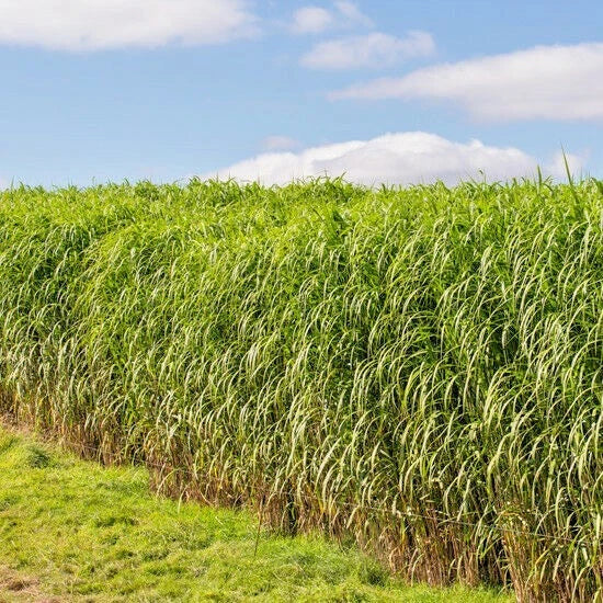 Switchgrass Seeds - 1000+ Count - Native Ornamental Perennial - Panicum virgatum - Fast Growing, Easy to Grow