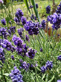 5 Organic English Lavender Herb Cuttings for Propagation, Lavandula angustifolia, Aromatic Garden Plants