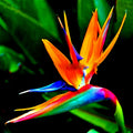 Orange Bird of Paradise Seeds - Strelitzia reginae - Tropical Crane Flower Plant for Exotic Gardens and Landscaping