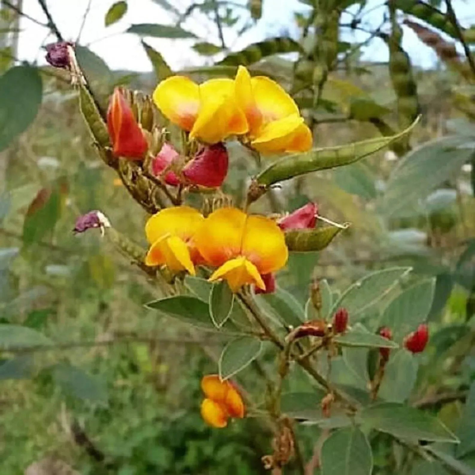 50 Pigeon Pea Seeds - Non-GMO, Agroforestry Garden Seeds (Cajanus cajan) for Sustainable Farming and Home Gardening
