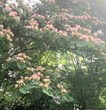 Pink Mimosa Tree Cuttings - Qty 5 (8-10”) - Albizia Julibrissin - Persian Silk Tree - Fast Growing Garden Plant