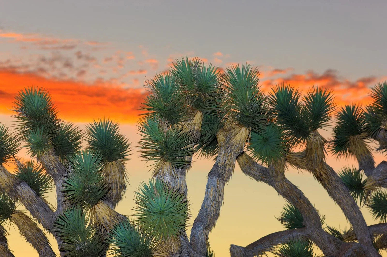 Joshua Tree Bonsai Seeds - 10 Pack - Highly Prized Yucca brevifolia
