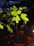 Ficus Latarula Fig Tree 5-8" Cold Hardy Plant