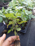 3" Thornless Blackberry Plant - Sweetie Pie Variety - Non-GMO, Pesticide-Free - Rubus fruticosus