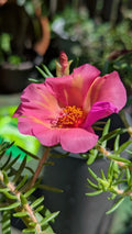 Jumbo Portulaca Grandiflora 'Samba' Unrooted Cuttings 5 Pack Magenta Orange Splash