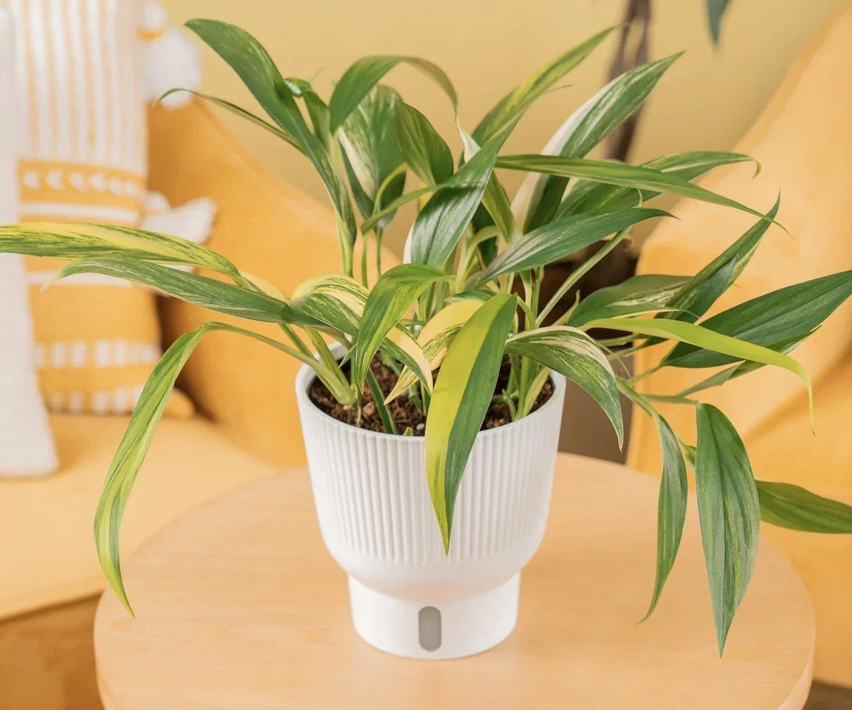 Epipremnum Amplissimum Cutting - Rare Indoor Plant Cutting - Live Green Houseplant for Propagation