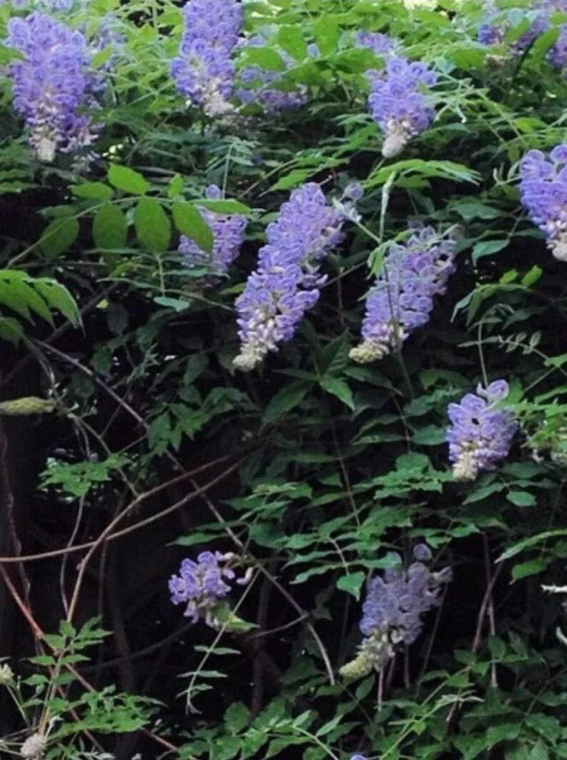 Bonsai Tree Seeds, 10 Pack, Chinese Wisteria, Highly Prized Flowering, Wisteria sinensis