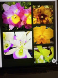 Cattleya Orchid Plant Bare Root 1-3 Stems No Tag Sale - Cattleya spp.