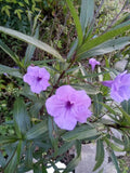 Purple Showers Mexican Petunia Cuttings, 5" Rooted Plants, Ruellia Simplex, Vibrant Purple Blooms