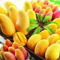 Nam Dok Mai Mango Seeds 3-Pack Rare Super Sweet Juicy Mangifera indica USA