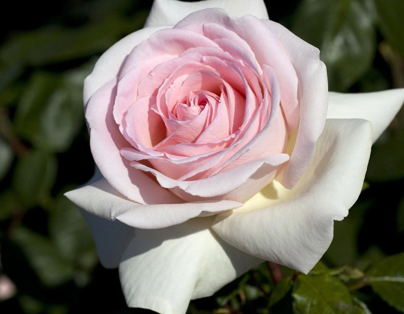 Francis Meilland Rose Plant Cuttings - 3 Fresh 6” Long Unrooted Cuttings - Rosa 'Francis Meilland'