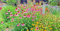Native Wildflower Seed Mix - 2000+ Seeds - 17 Varieties - Pollinator Friendly - Cut Flowers - Perennial Mix