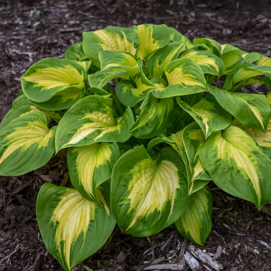 Hosta Plant in 5.25" Pot | Etched Glass | Well-Rooted Perennial | Proven Winners
