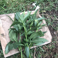White Mexican Petunia Cuttings 6"-8" Live Ruellia Tuberosa RARE - No Roots