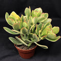 Jade Lemon Lime Plant Starters, 4-6 Inches, Rooted, Citrus limon x Citrus aurantiifolia, Indoor/Outdoor Gardening